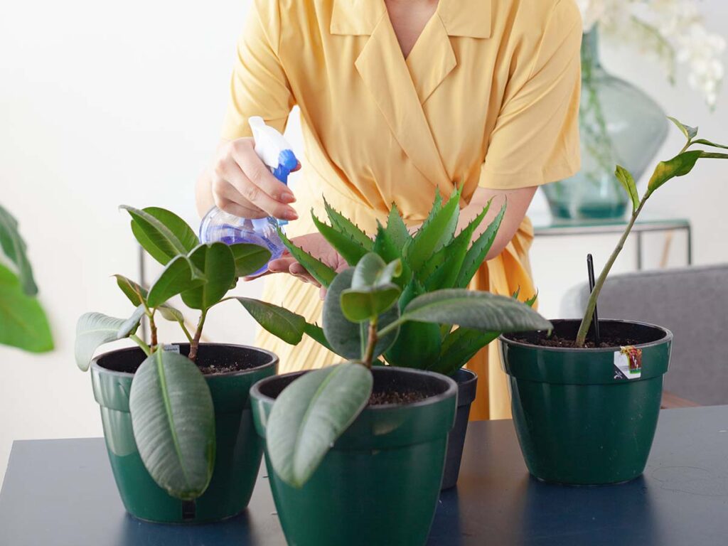 観葉植物のお手入れとコミュニケーション