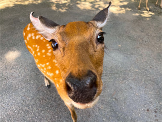 金華山の鹿