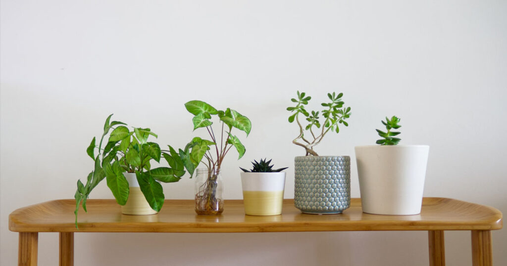 観葉植物を飾ったらいいことばかり起こる！
