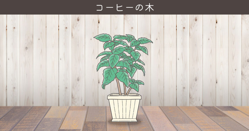 コーヒーの木
