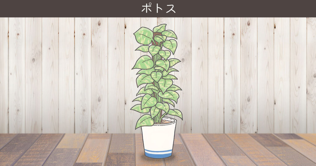 金運を呼ぶおすすめ観葉植物 ② ポトス