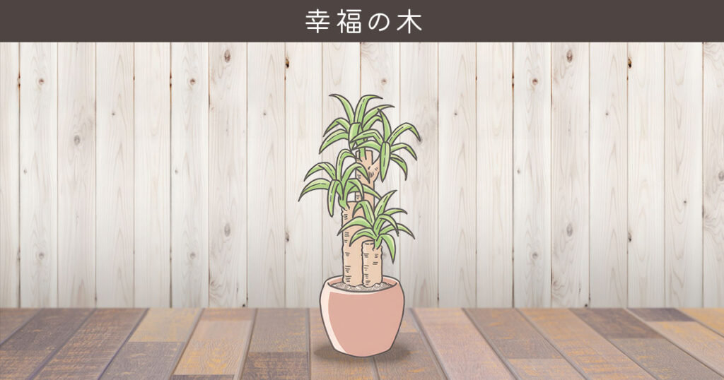 金運を呼ぶおすすめ観葉植物 ③ 幸福の木