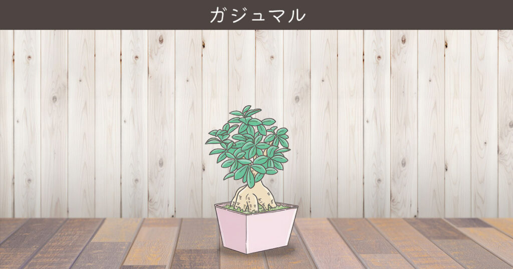 金運を呼ぶおすすめ観葉植物 ④ ガジュマル